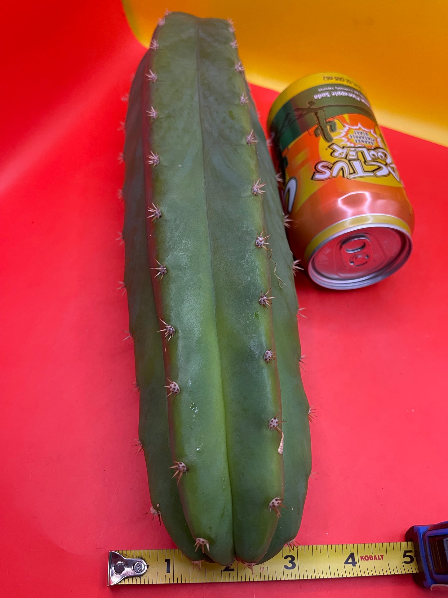 San Pedro cactus ! 12”-14” long 3”+