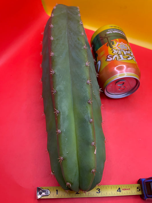 San Pedro cactus ! 14” long 3”+