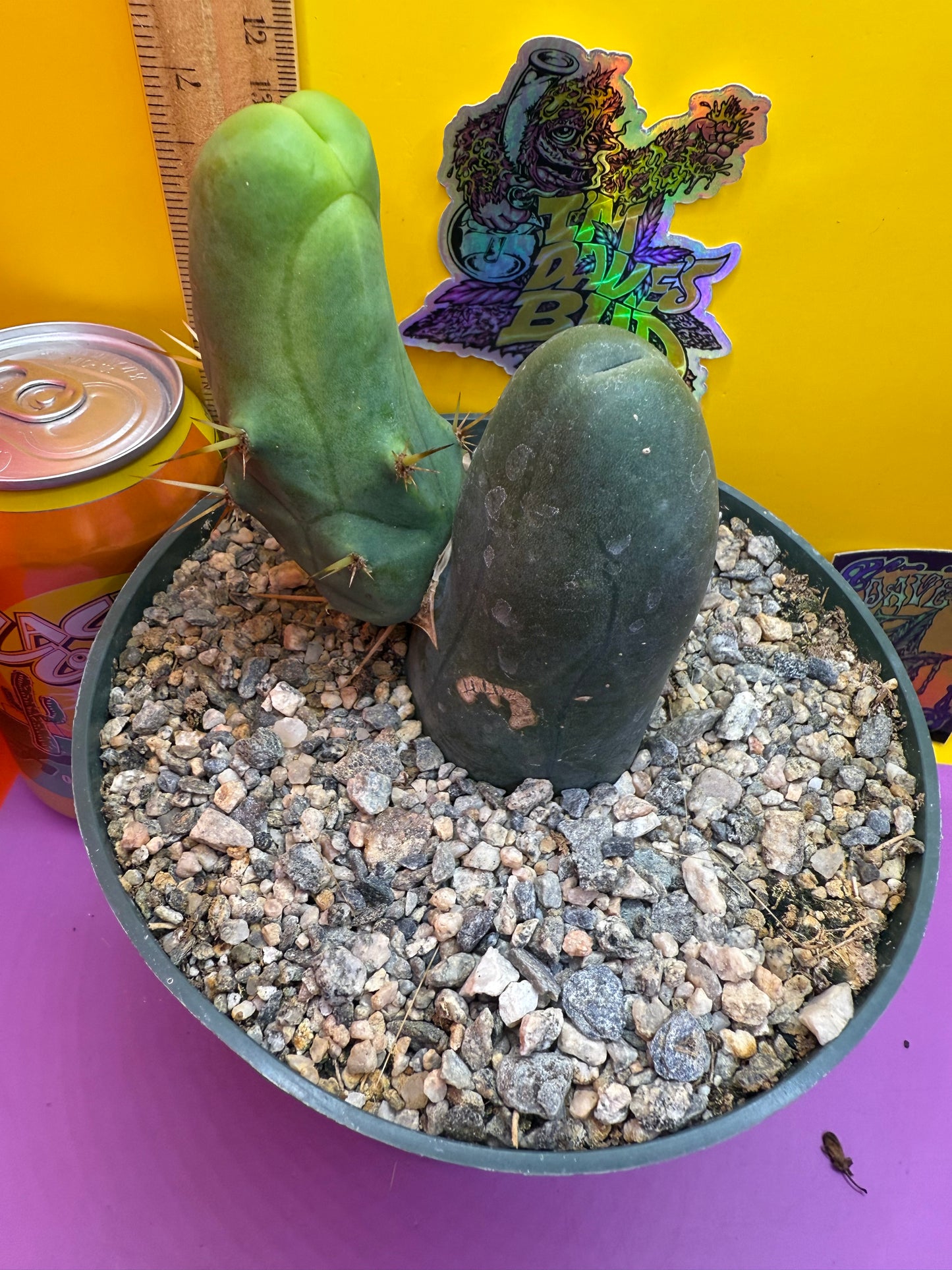 TBM-b ships in 6”wide pot - fully rooted
