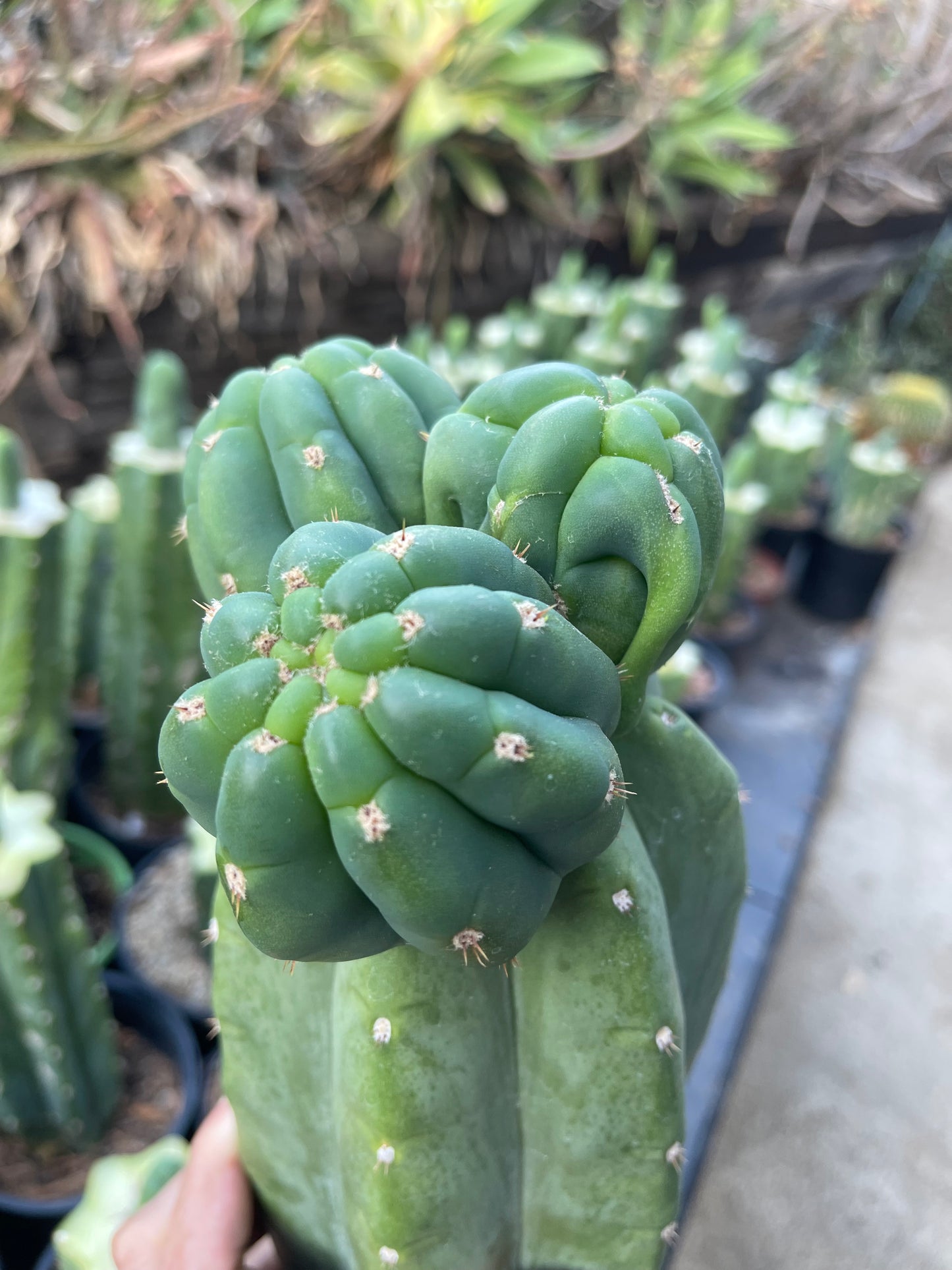 Freak Cahuilla !!! Trichocereus