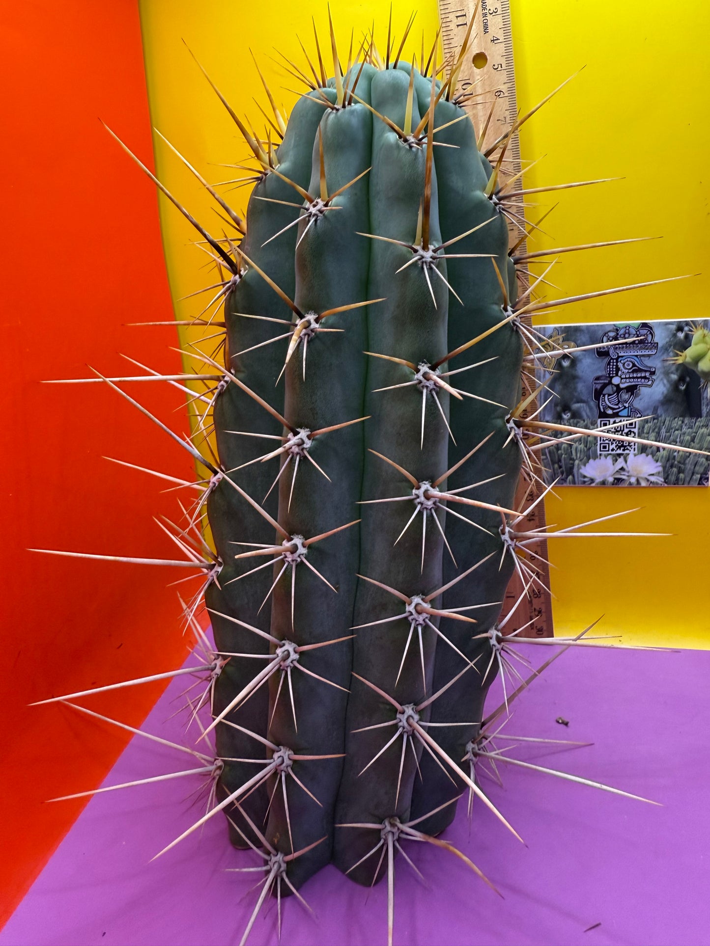 HUGE “SWAMP THING”trichocereus Cultivar !! Super thick