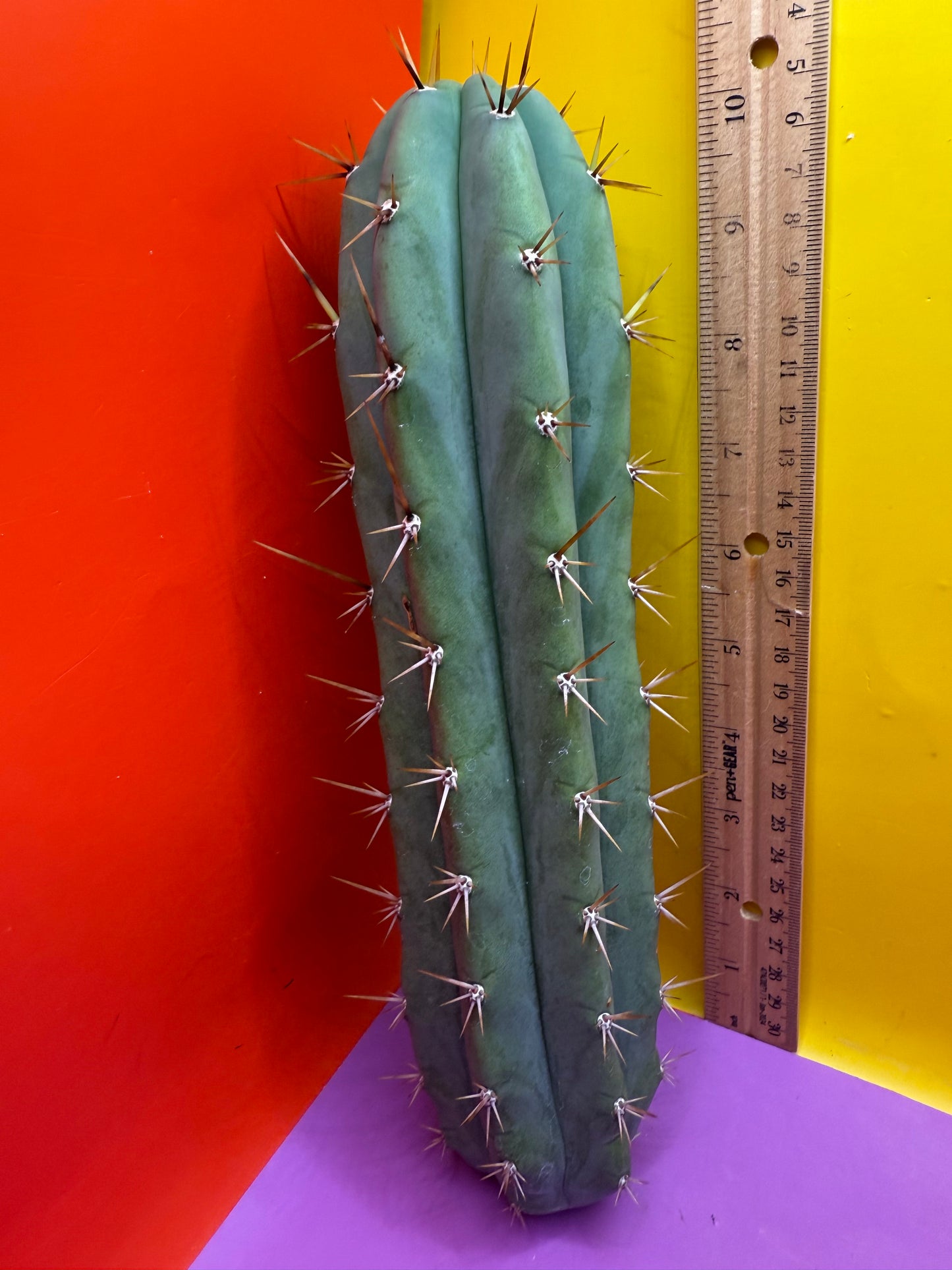 TIG X YOWIE- SAN pedro cactus