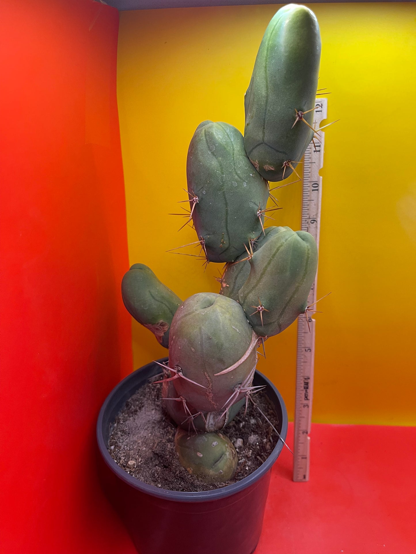 EXTRA LARGE TBM-b cactus in pot