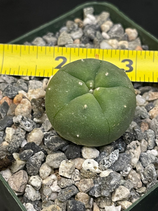 Cactus in a 4 inch tall pot