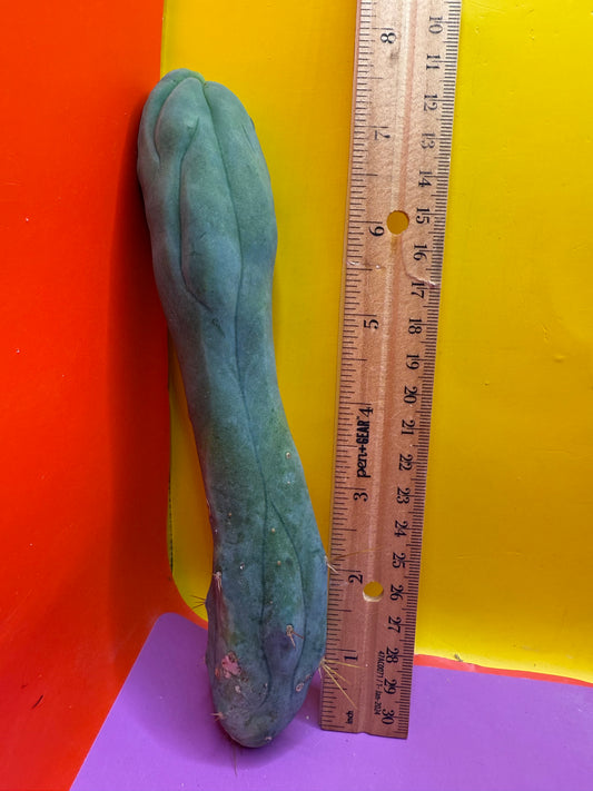 Long form TBM cactus cutting type A