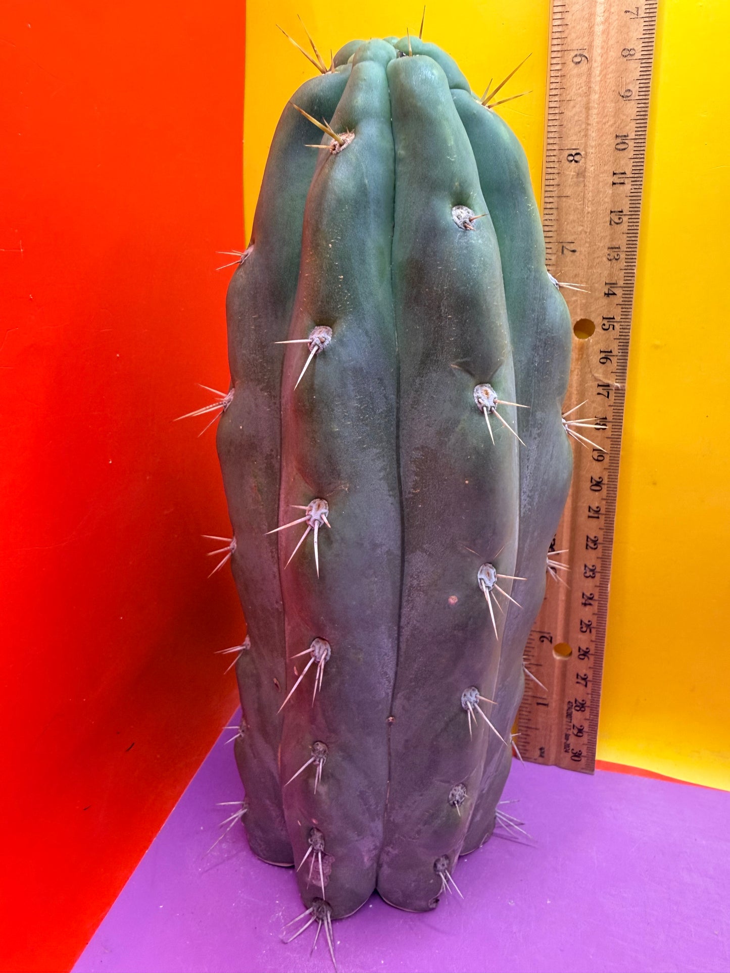 SS03 !!! TRICHOCEREUS