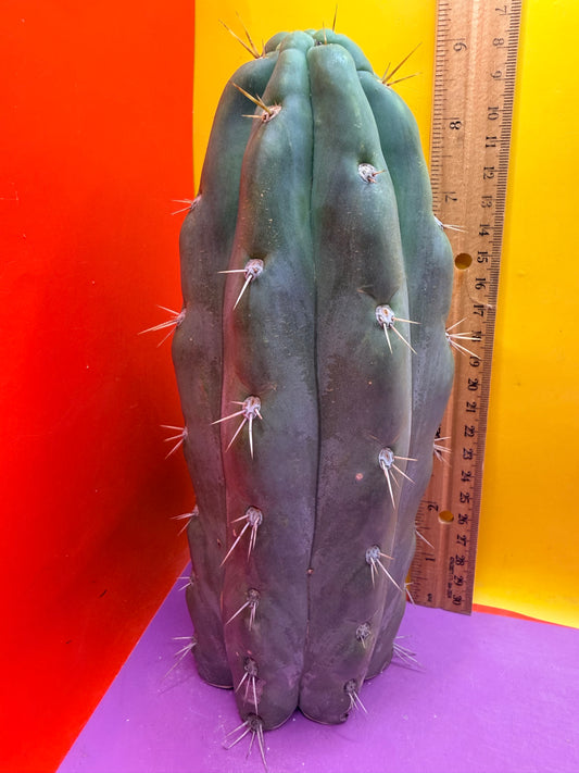 SS03 !!! TRICHOCEREUS