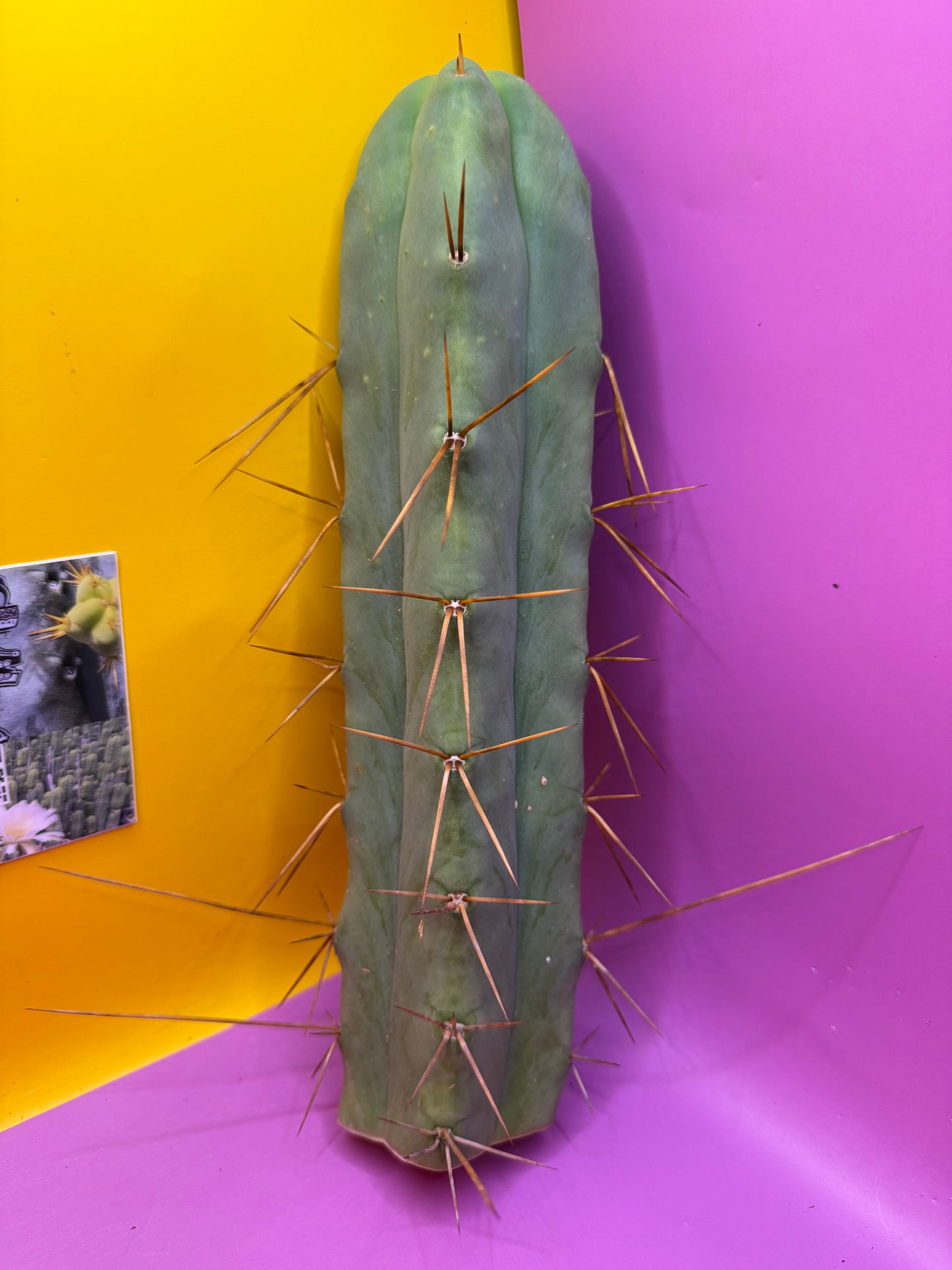 4 Wind Bridgesii “LMA” La Mirada Angelo