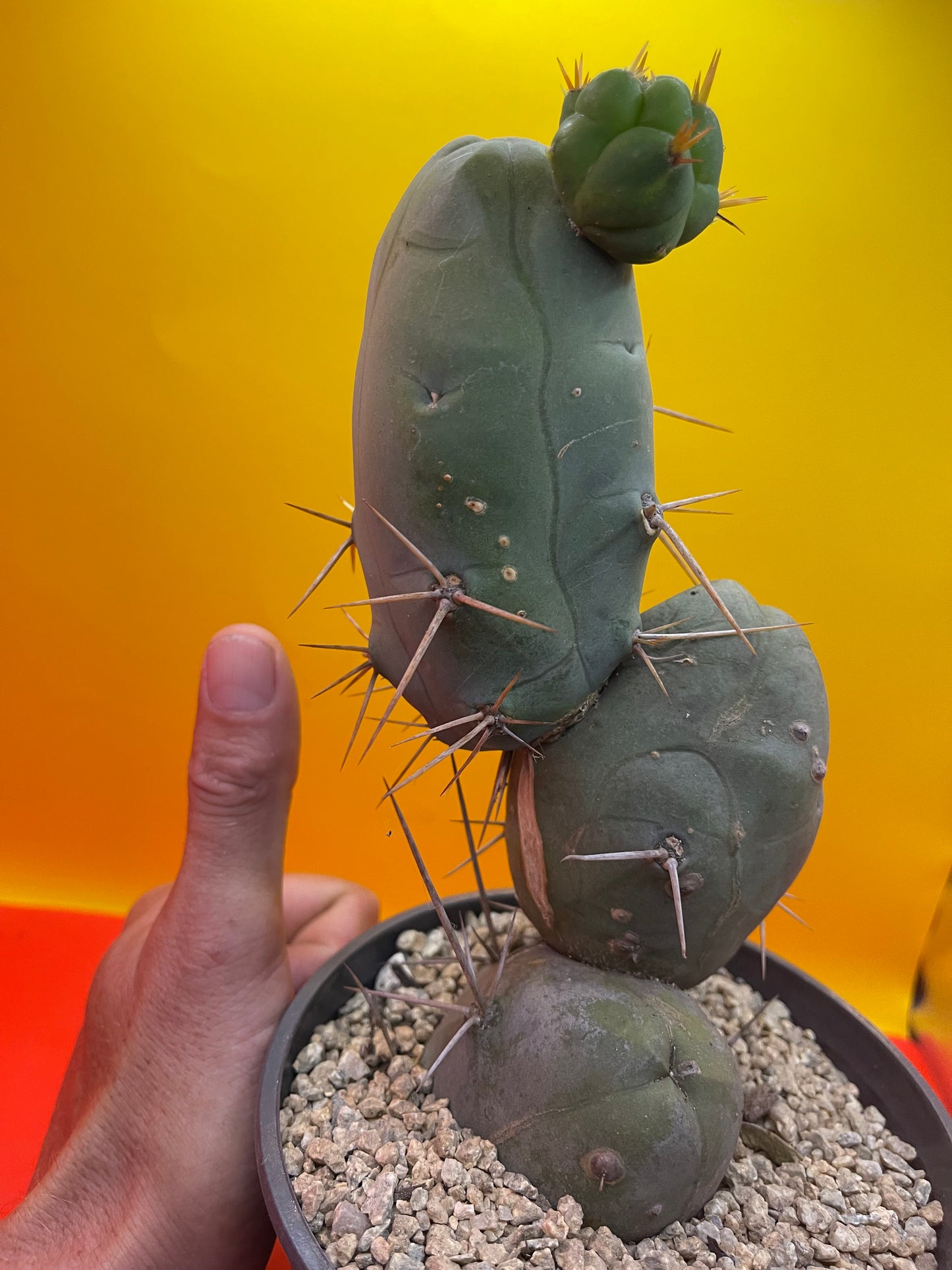 Trichocereus Bridgesii Monstrose - TBM !