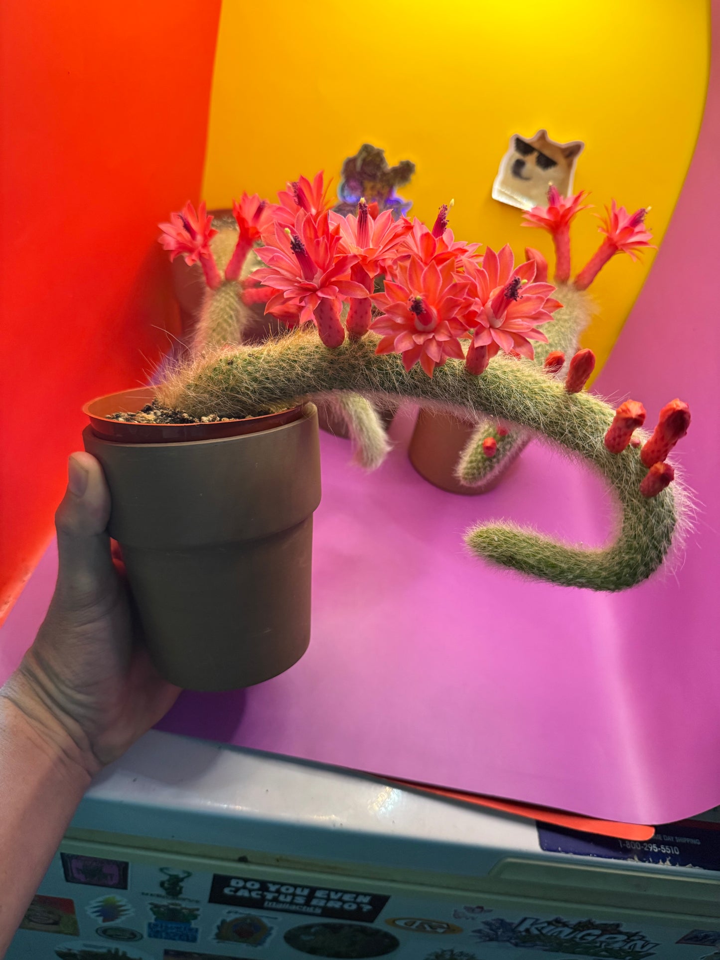 Monkey tail cactus !!