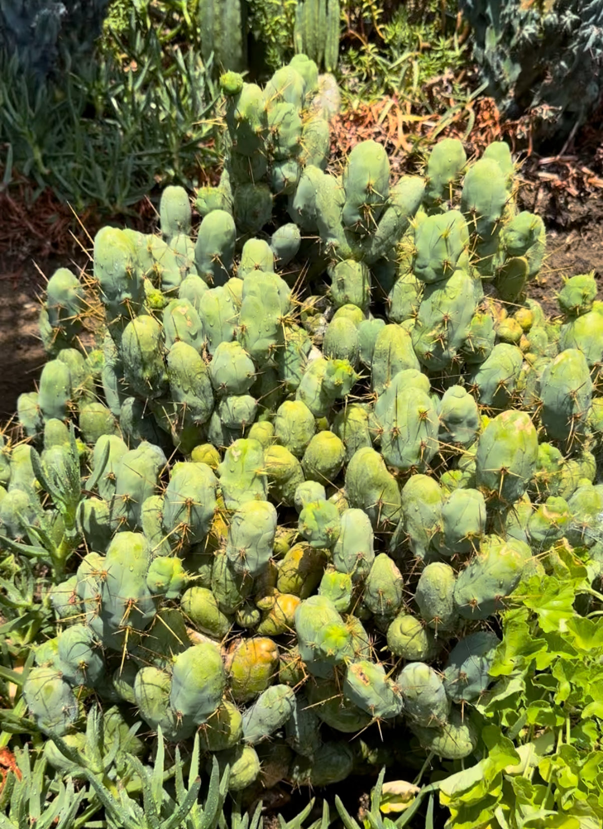 TBM cutting for sale !