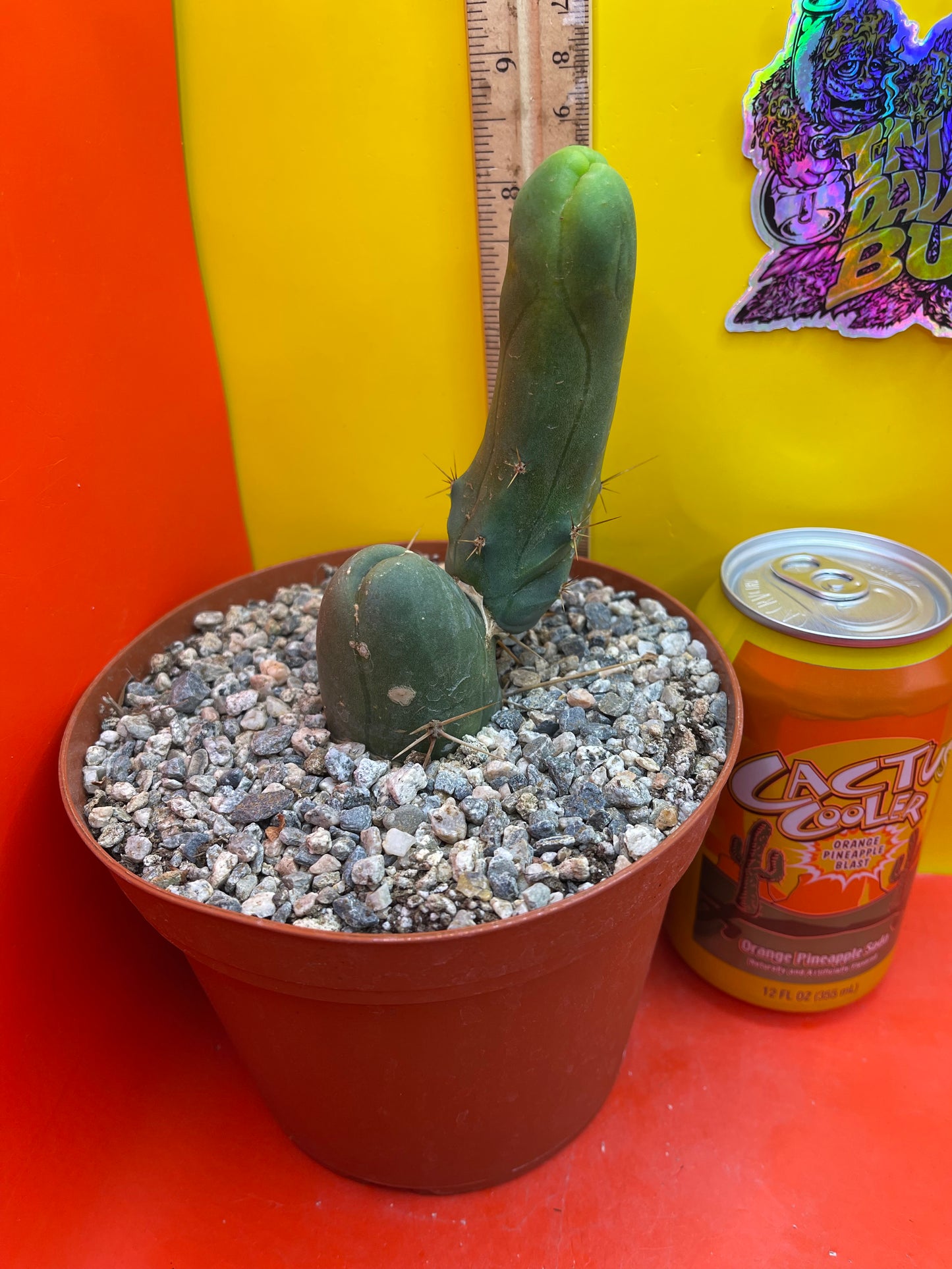 TBM exact cactus ships in 6” pot