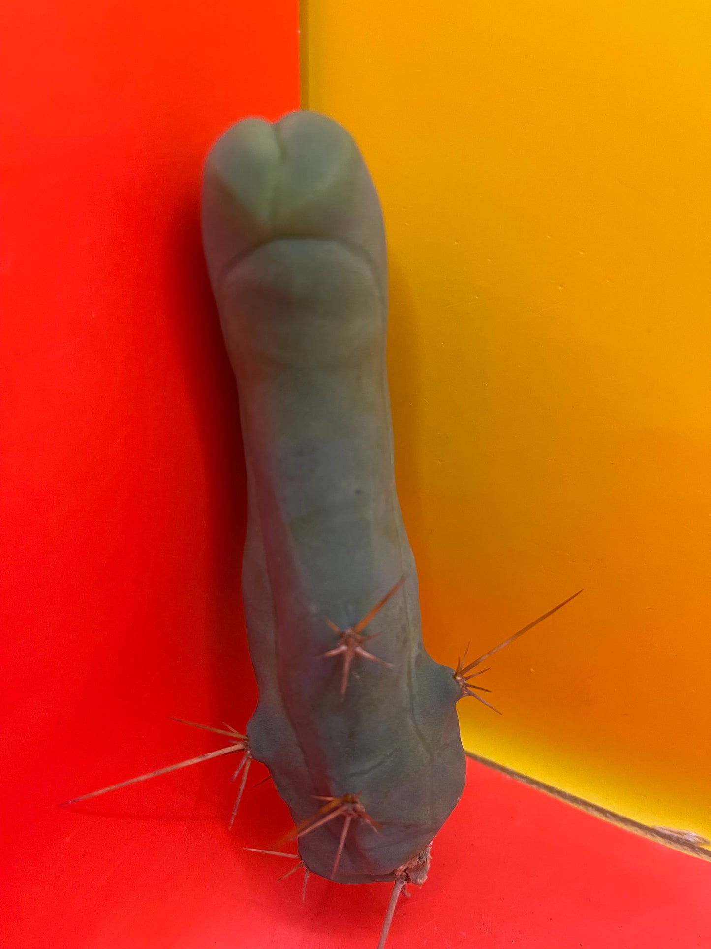 TBM-b -(Penis Cactus)