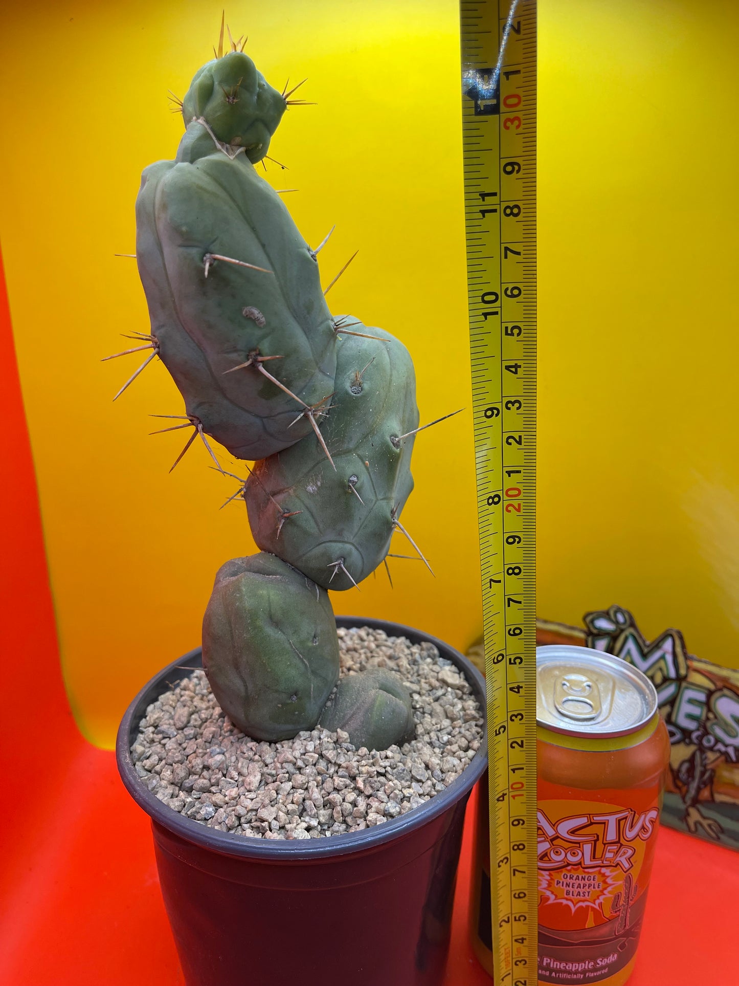 TRICHOCEREUS BRIDGESii MONSTROSE