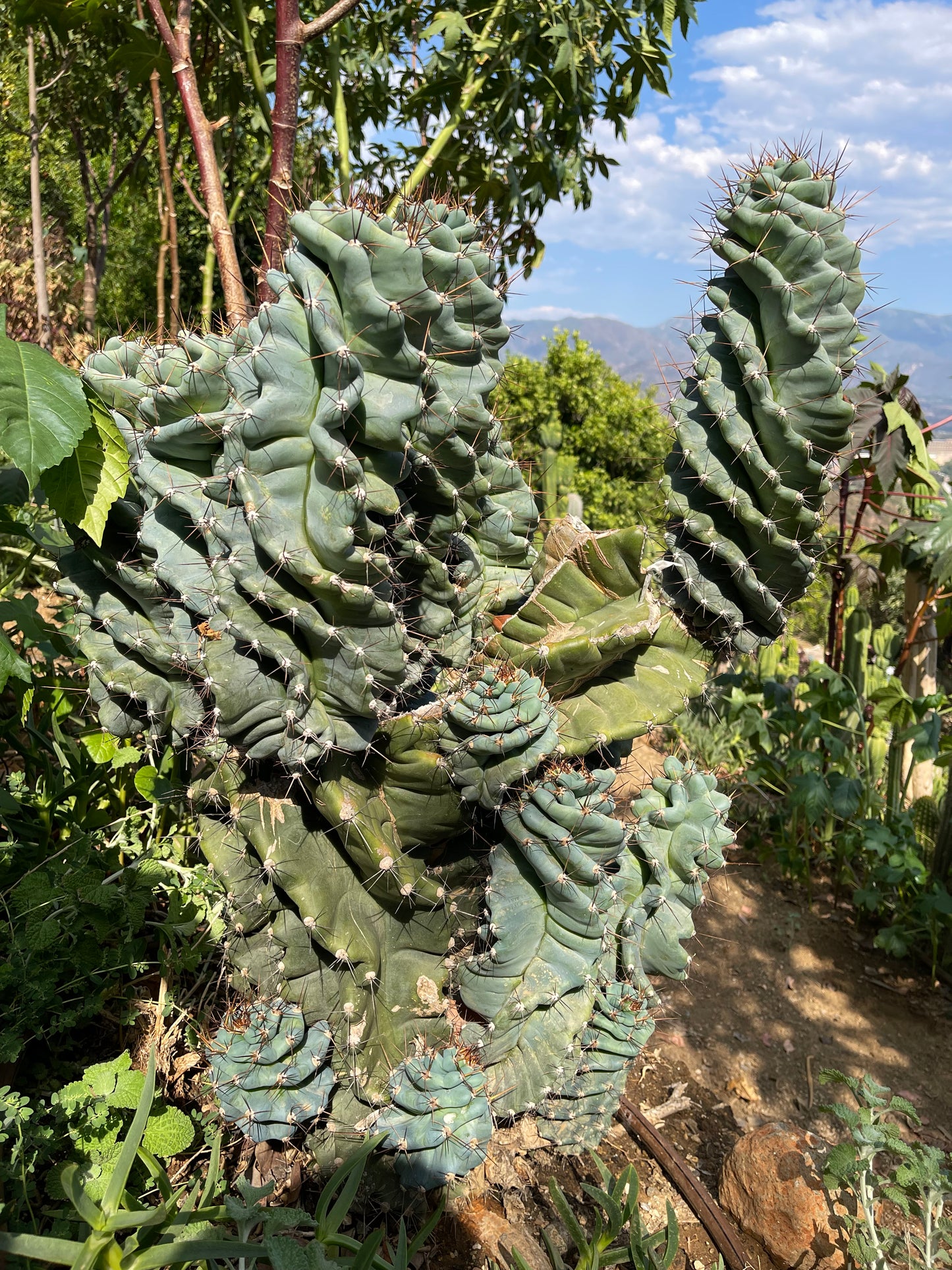 FAT Spiral Cactus !Over 4” thick - Foot long