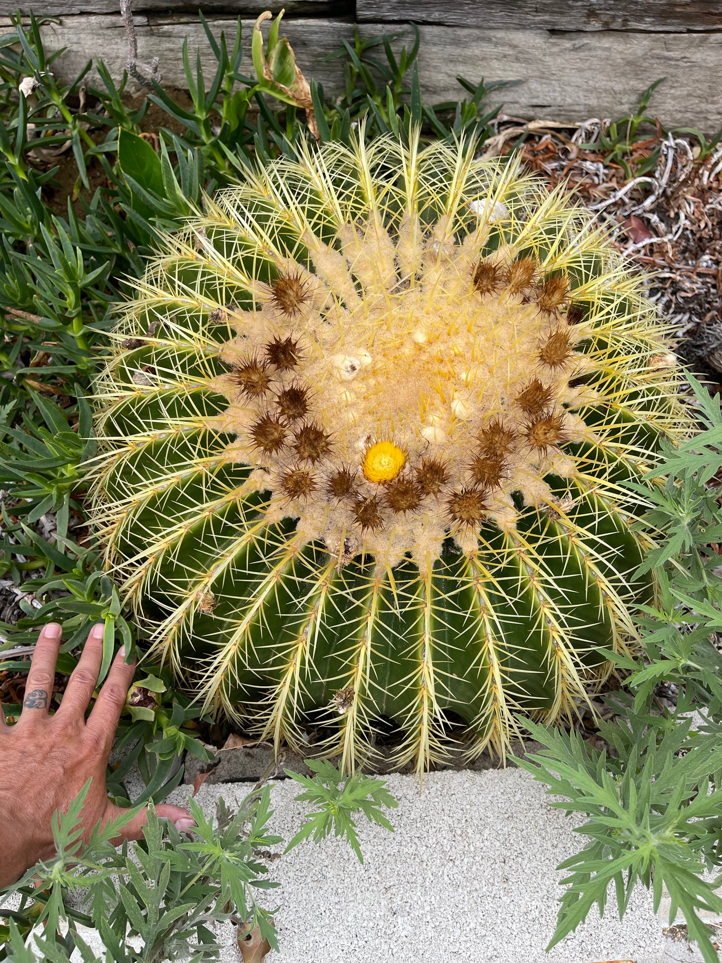 FREE GOLDEN BARREL CACTUS SEEDS !