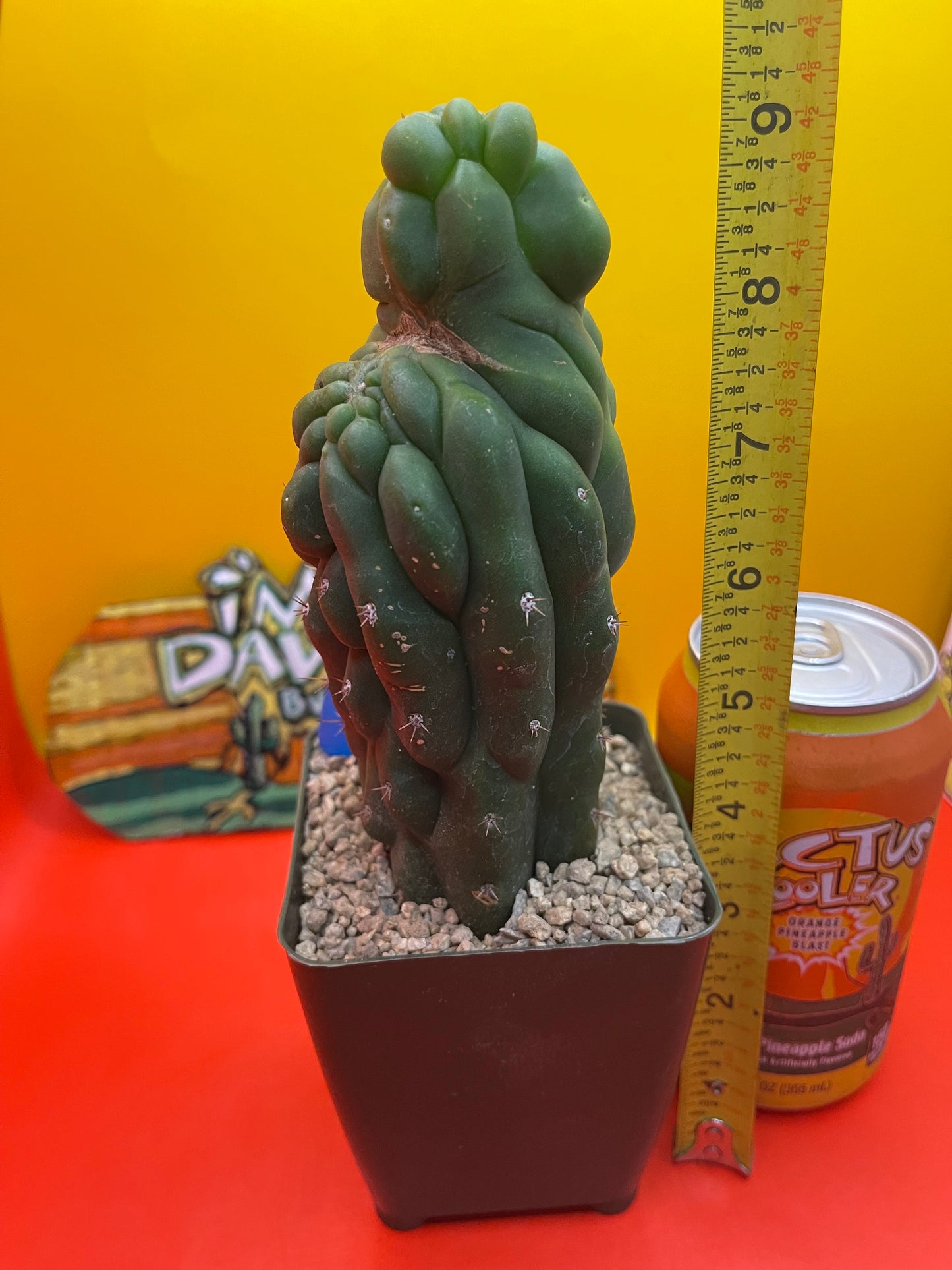 TPM CACTUS