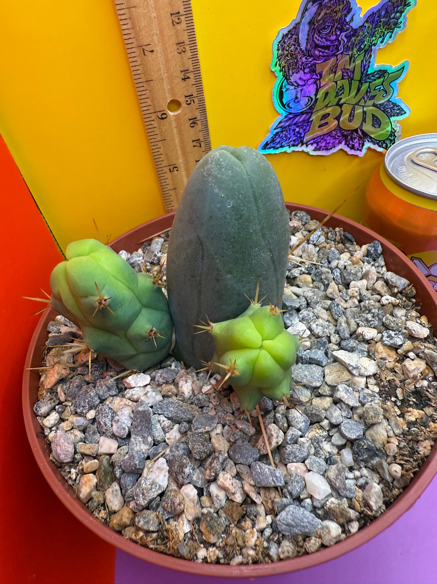 TBM CACTUS smooth and clean !  shipped in pot  - this exact one pictured