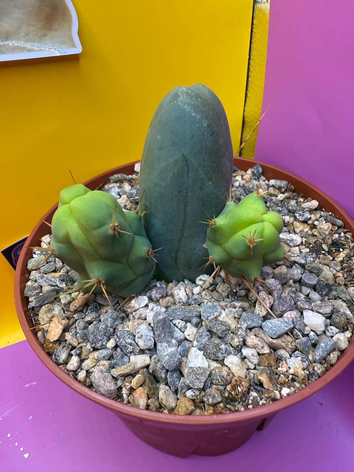 TBM CACTUS smooth and clean !  shipped in pot  - this exact one pictured