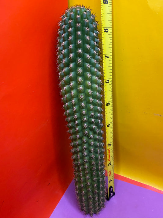 SALE PRICE ! Trichocereus Brevispinulosus!