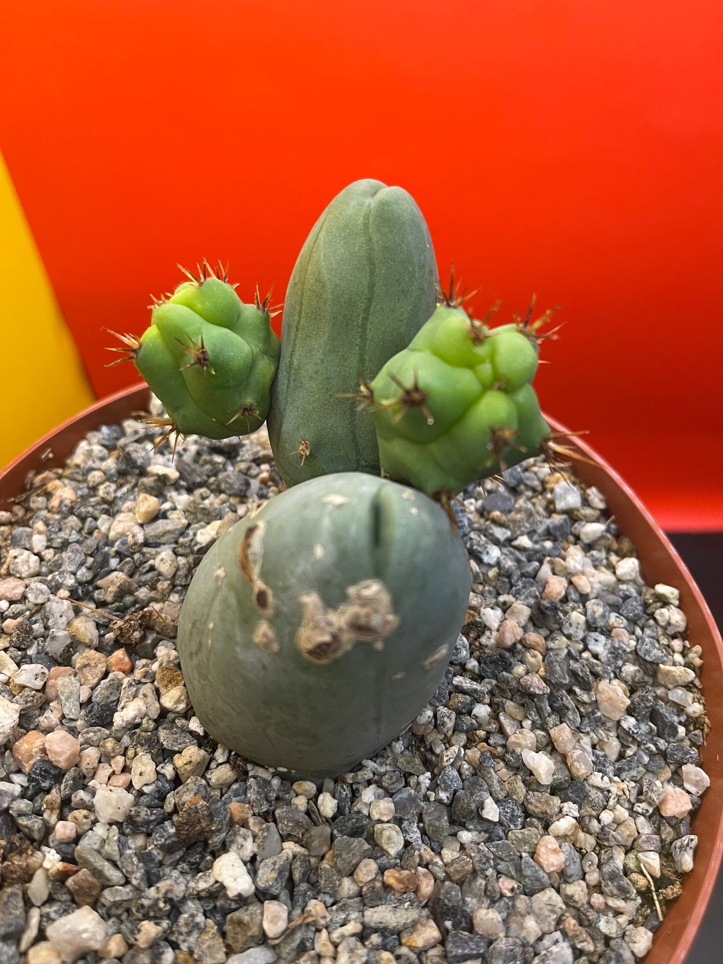 SHIPS IN POT - TBM CACTUS