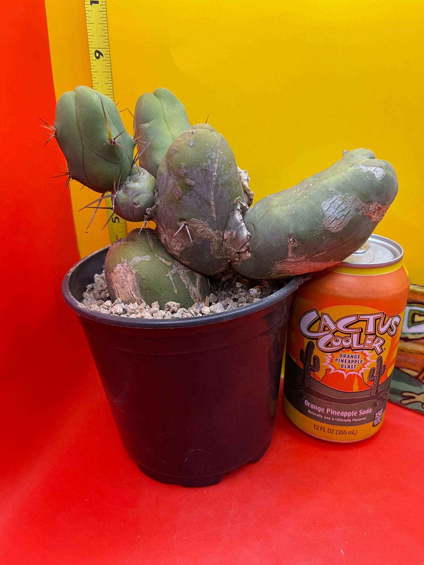 Cactus - TBM !!