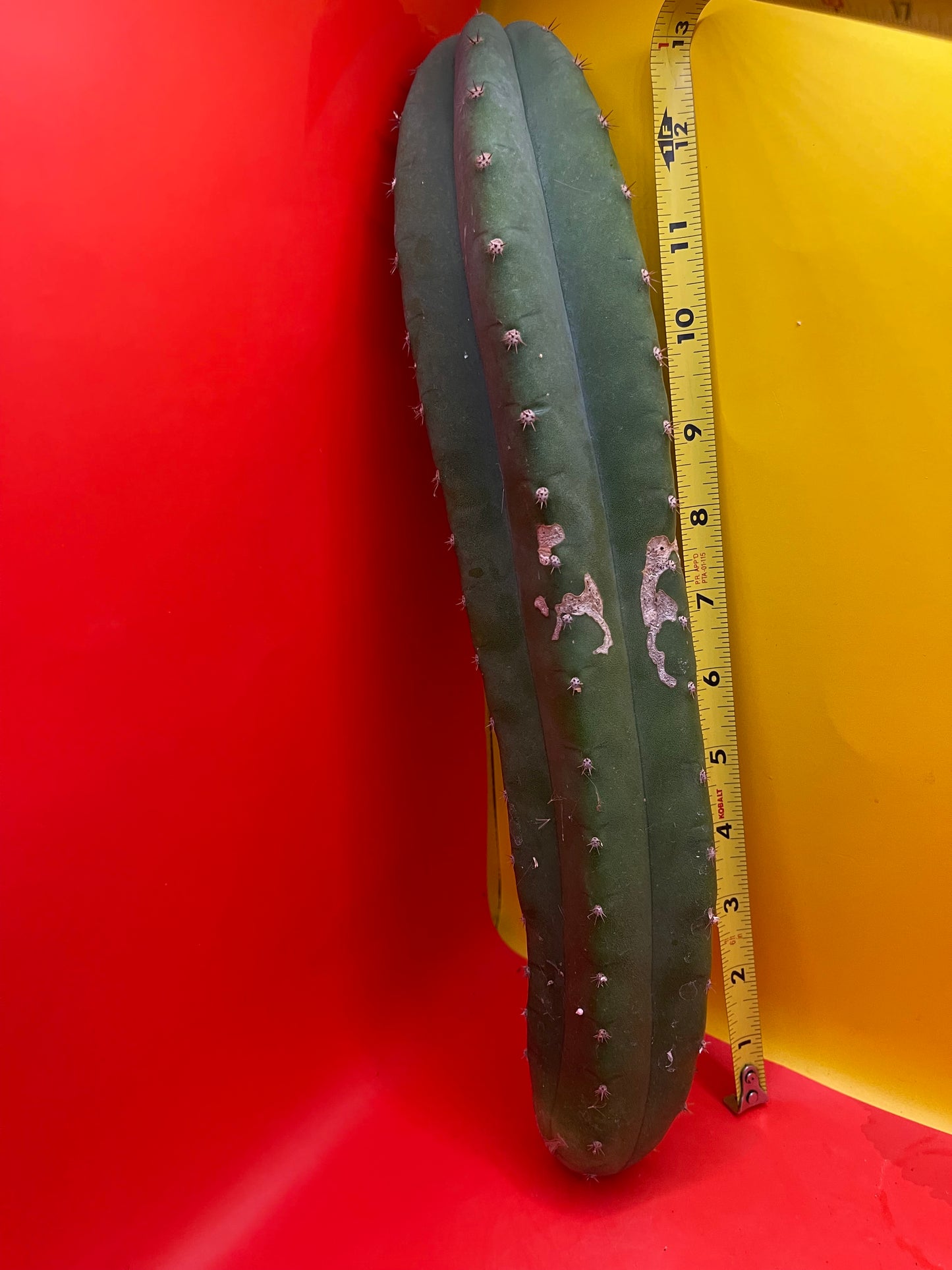 CAHUILLA trichocereus !