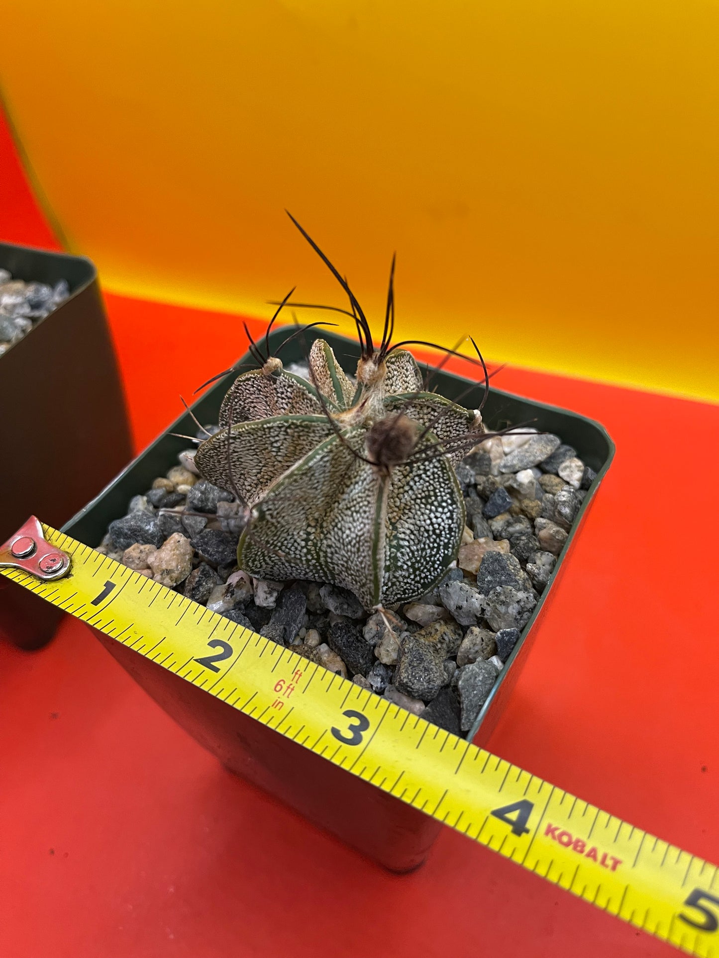 Astrophytum ornatum with flower buds