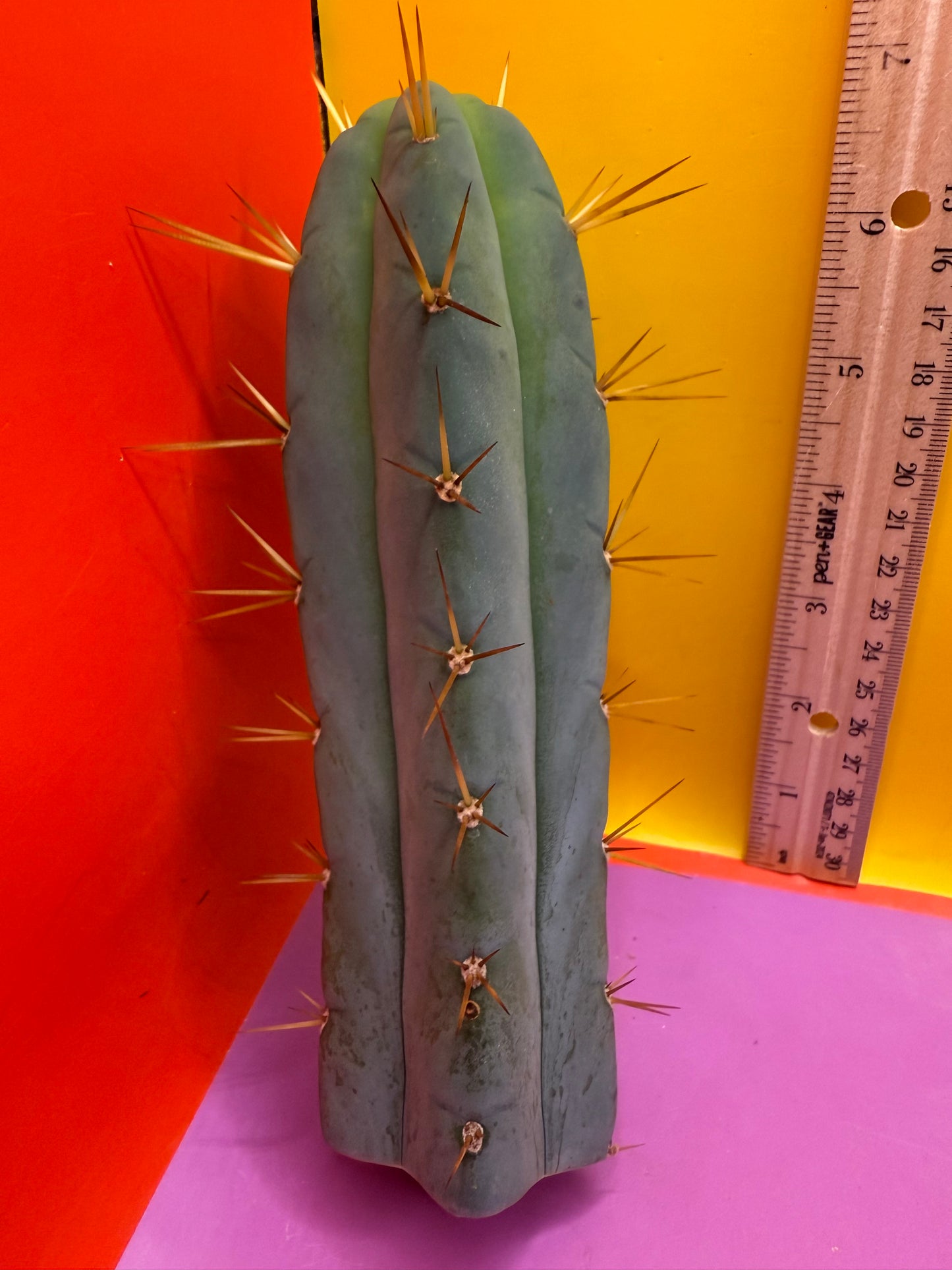 “Son of Ron” flawless tip cutting