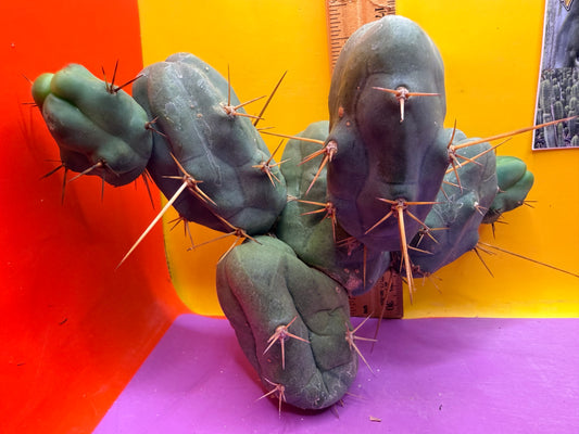 TBM cutting with over 6 segments