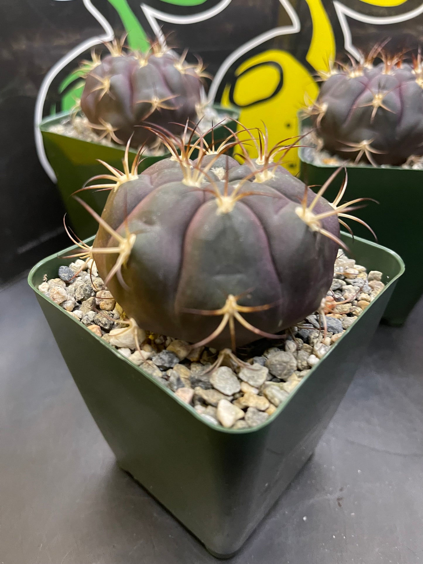 Gymnocalycium pflanzii albipulpa Beautiful flawless purple cacti !