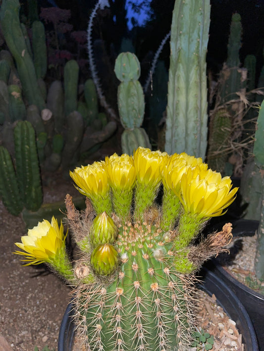 TRICHO HYBRID SEEDS !