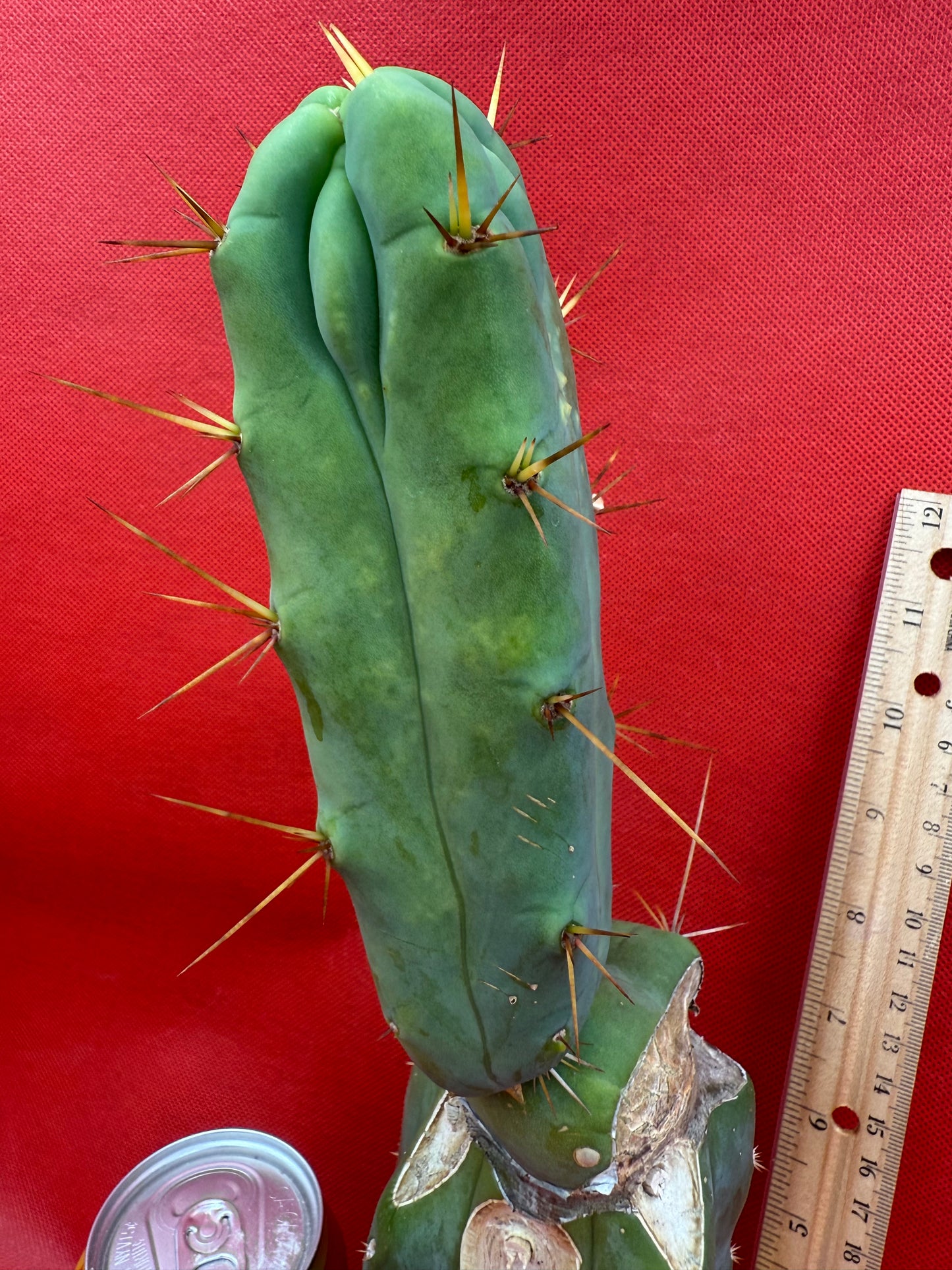 Essedon x Sina Graft , 4 winds !