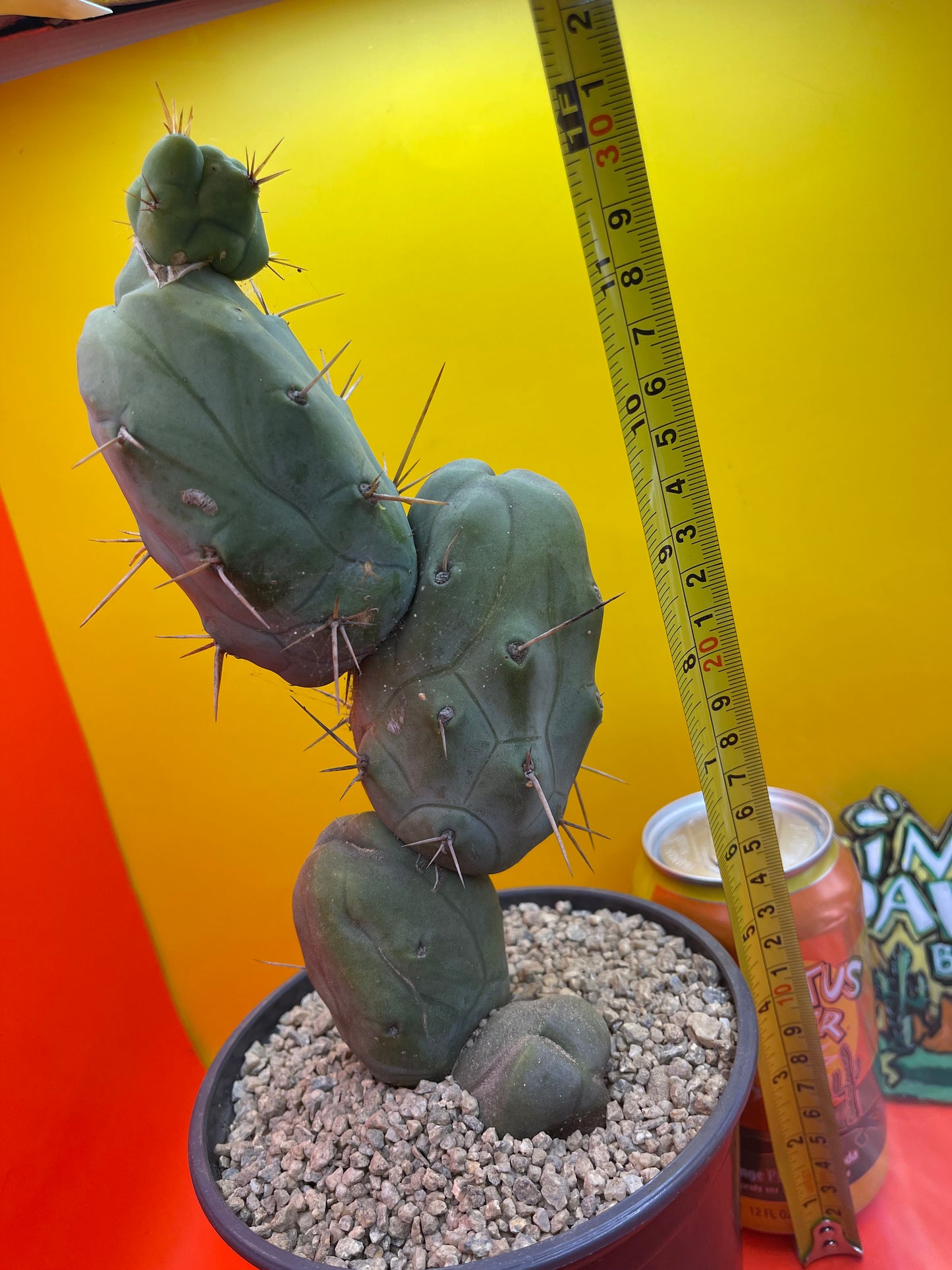 TRICHOCEREUS BRIDGESii MONSTROSE