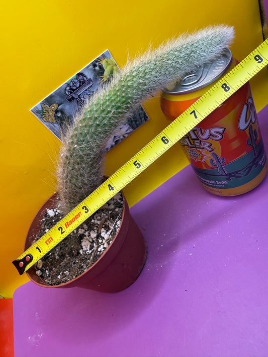 Monkey tail cactus !!