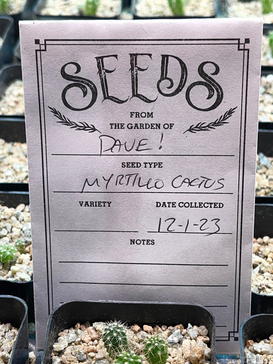 100 seeds -DAVES DOLLAR DAZE 😵‍💫!!