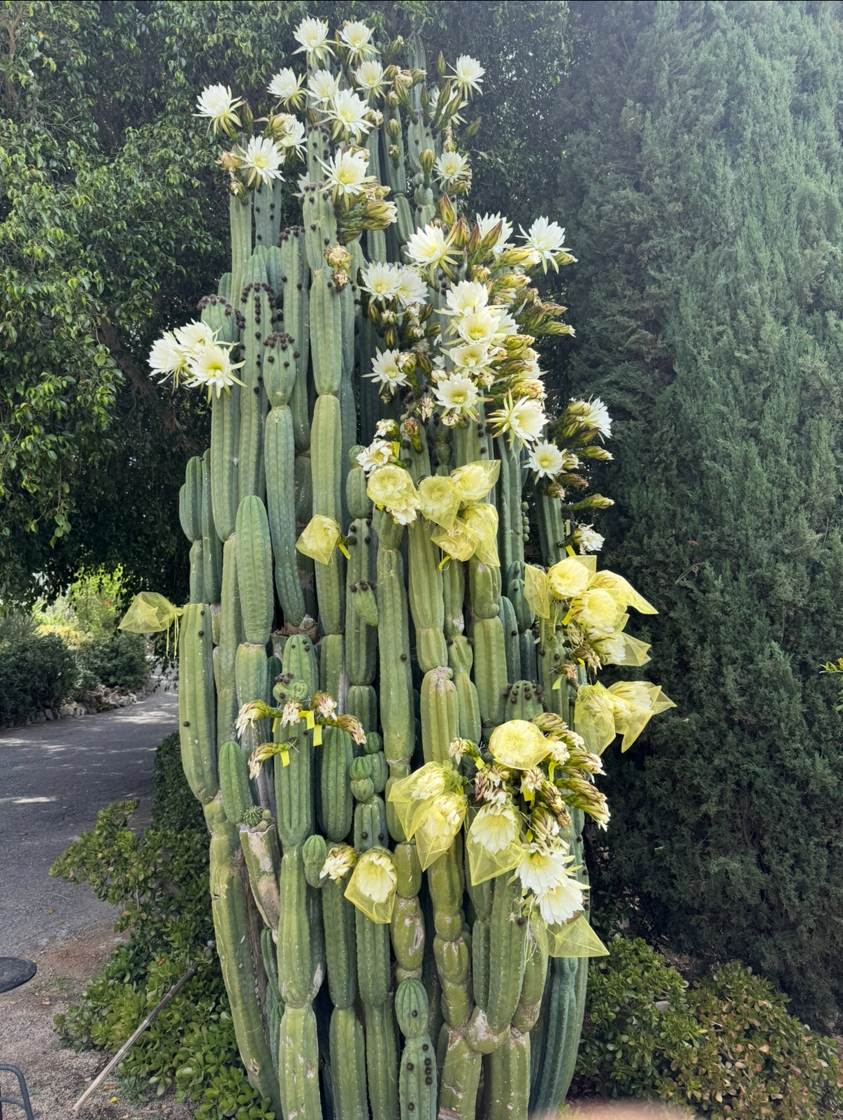 Cahuilla x Candacans Seeds