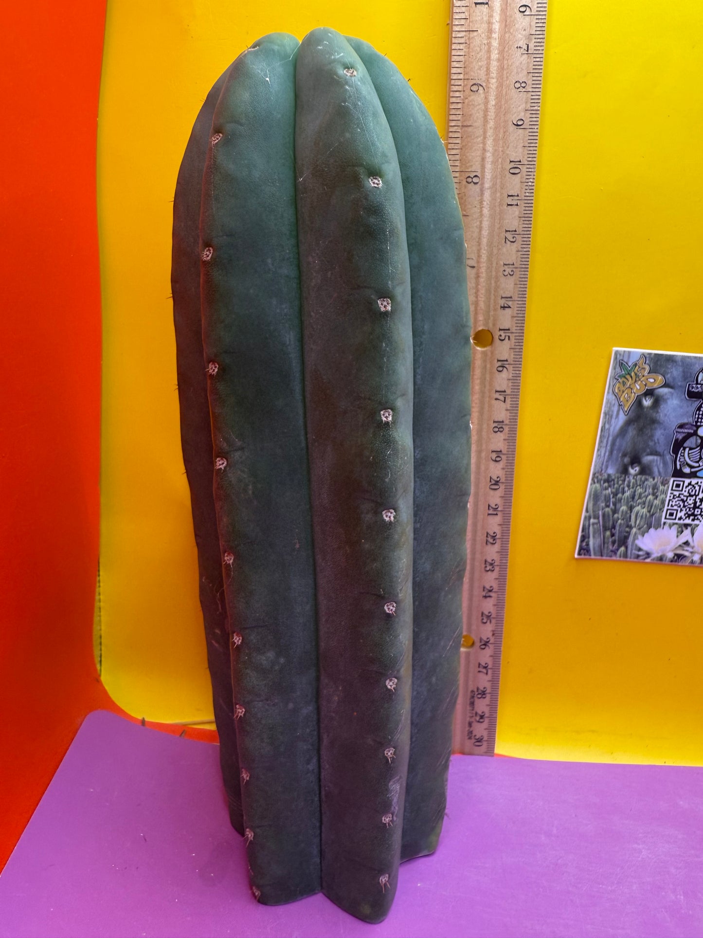 Cahuilla 3.5” thick !from the original stand