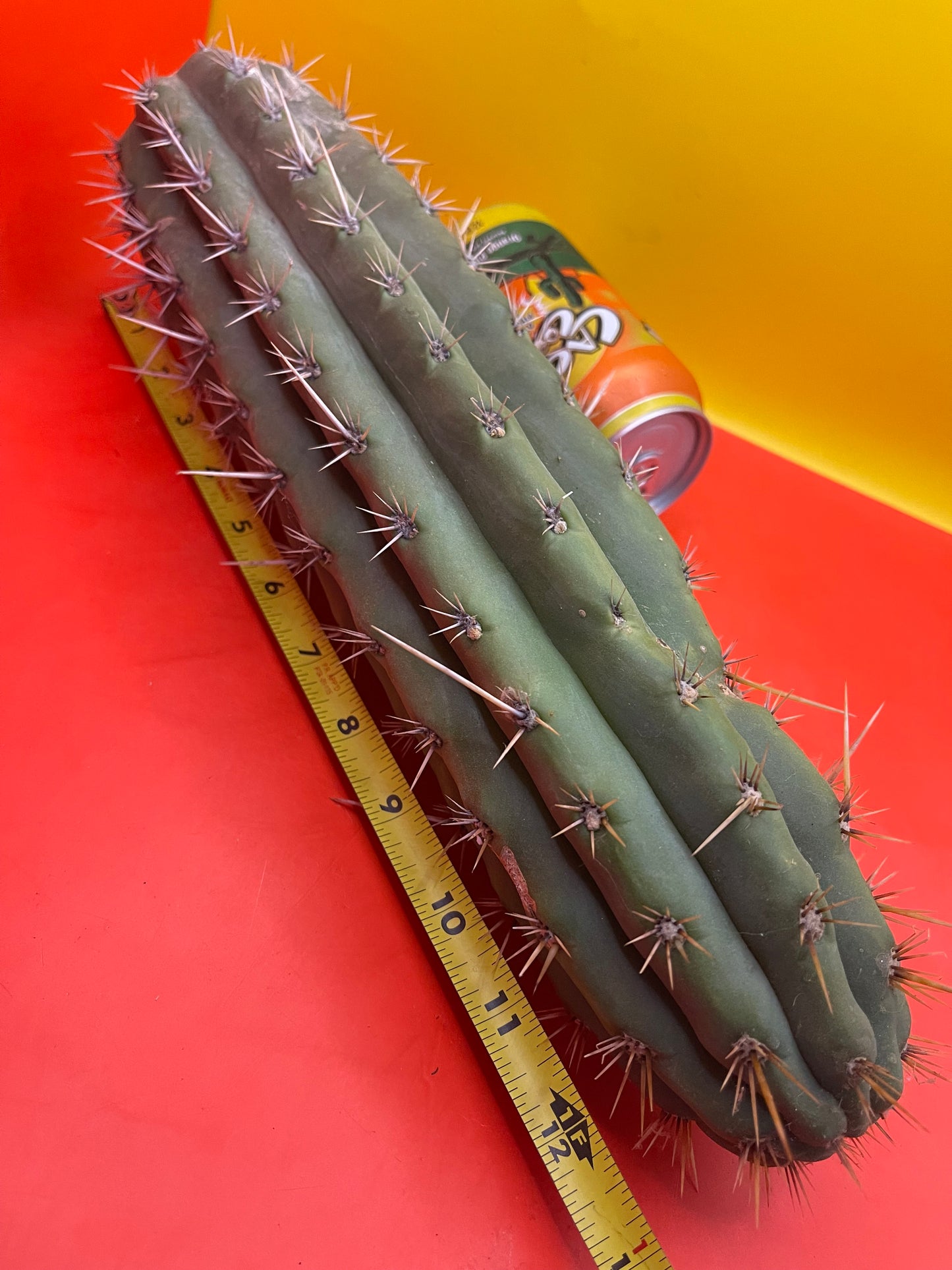 Big Fat Trichocereus Puquiensis