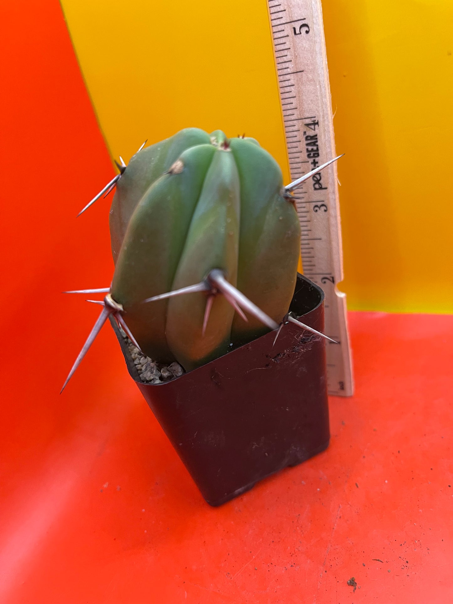 BLUE Myrtle cactus - potted cactus !