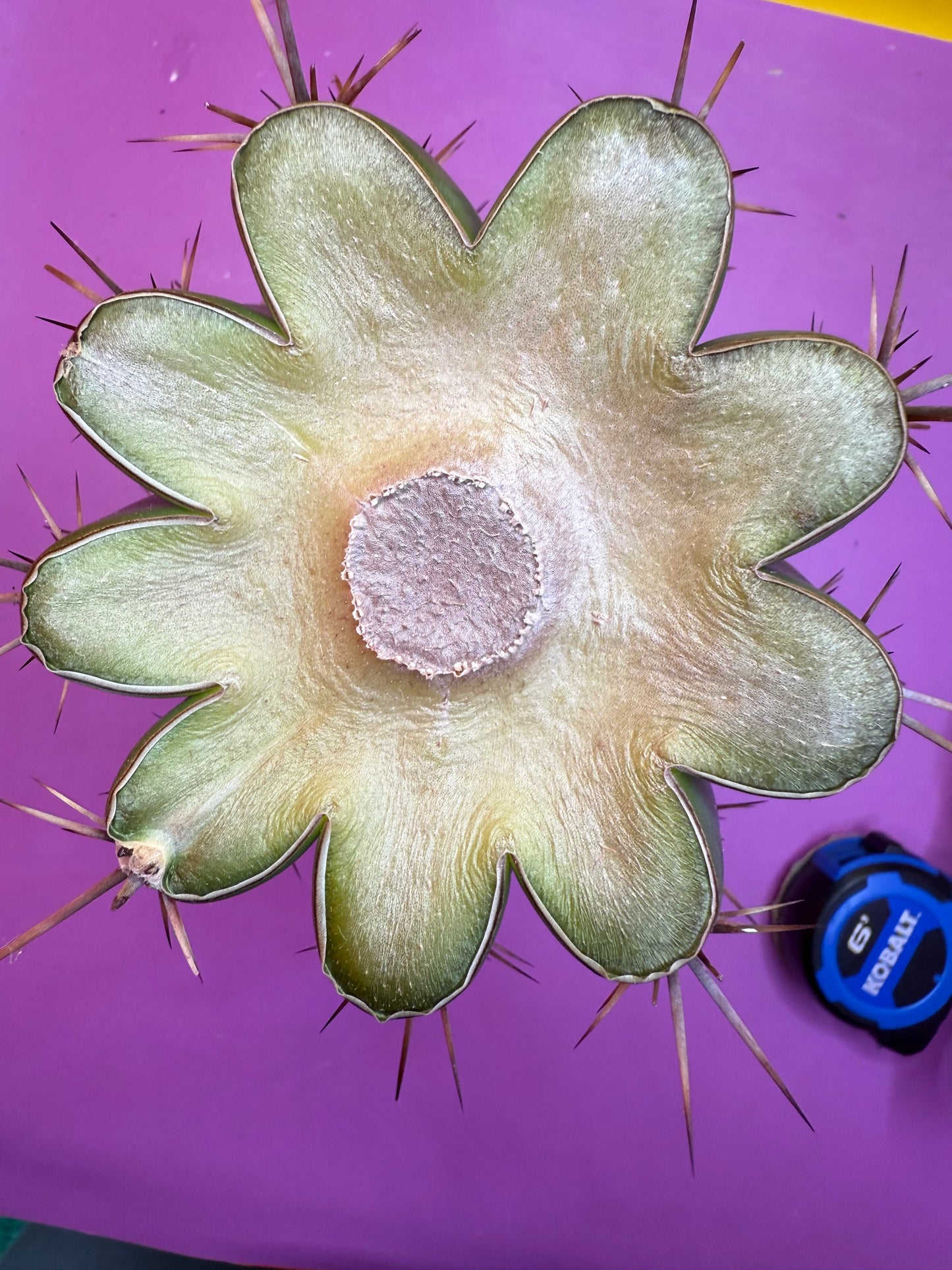 Huge San Pedro Cactus 🌶️Trichocereus Tacaquirensis !