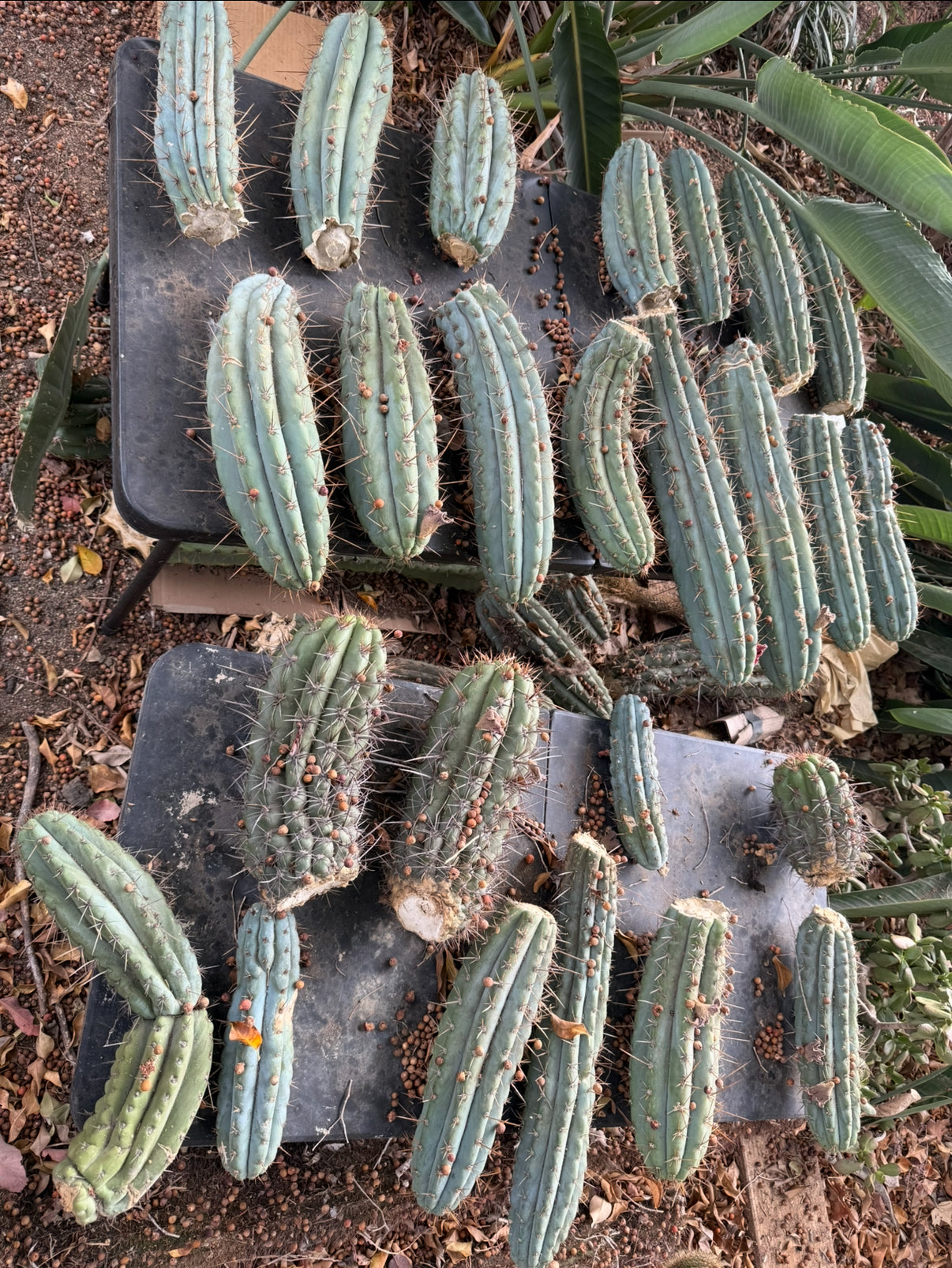 Mystery Combo cactus box !