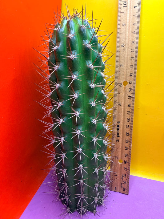 Trichocereus thelegonus