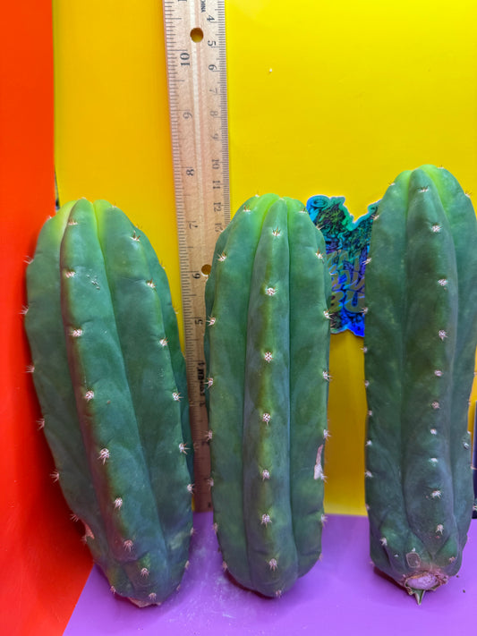 6”-8” San Pedro Cactus