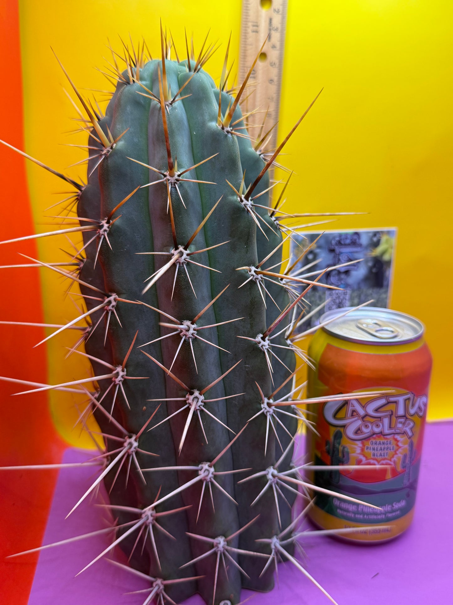 HUGE “SWAMP THING”trichocereus Cultivar !! Super thick