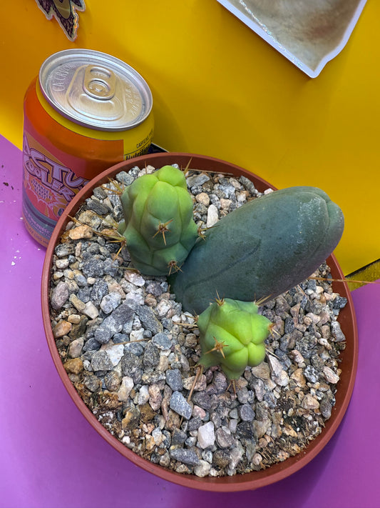 TBM CACTUS smooth and clean !  shipped in pot  - this exact one pictured