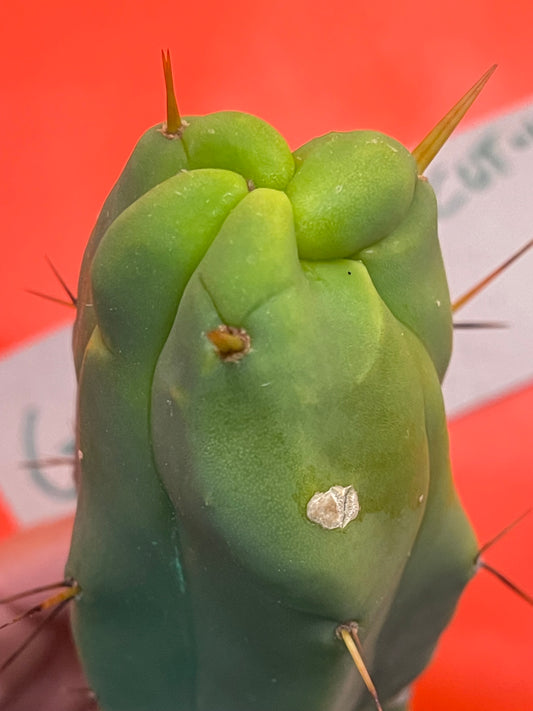 Trichocereus Bridgesii