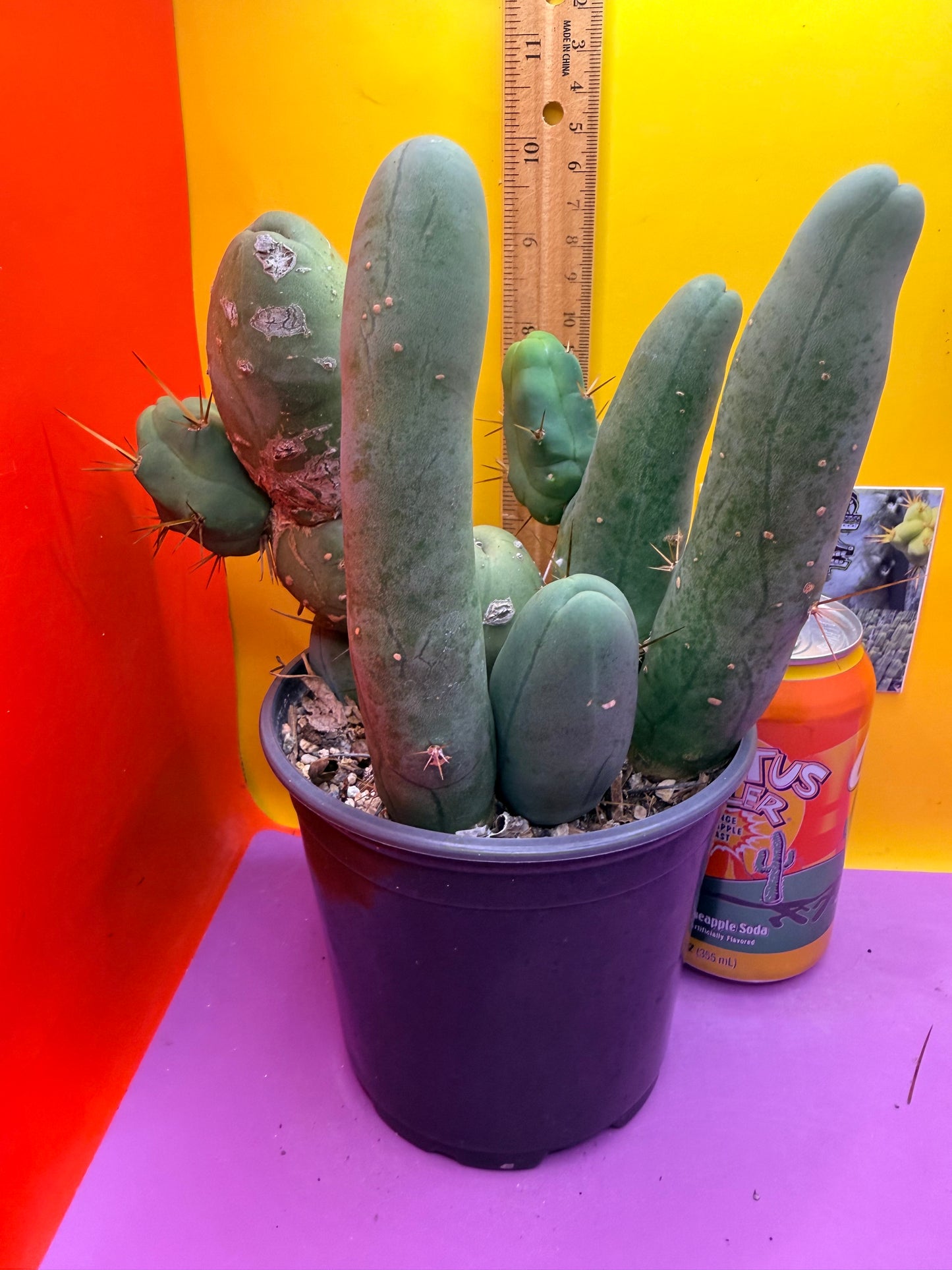 TBM CACTUS tall and branching !  shipped in pot  9 segments -
