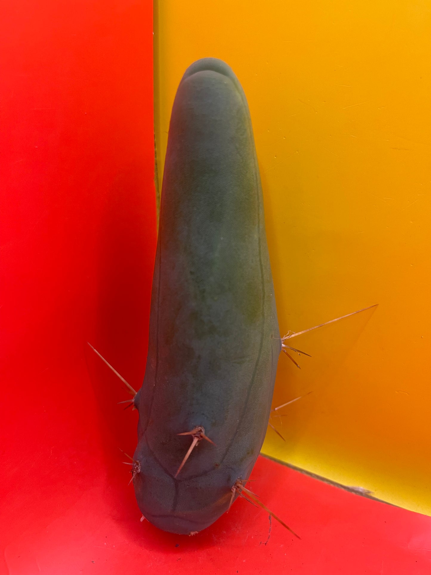 TBM-b -(Penis Cactus)