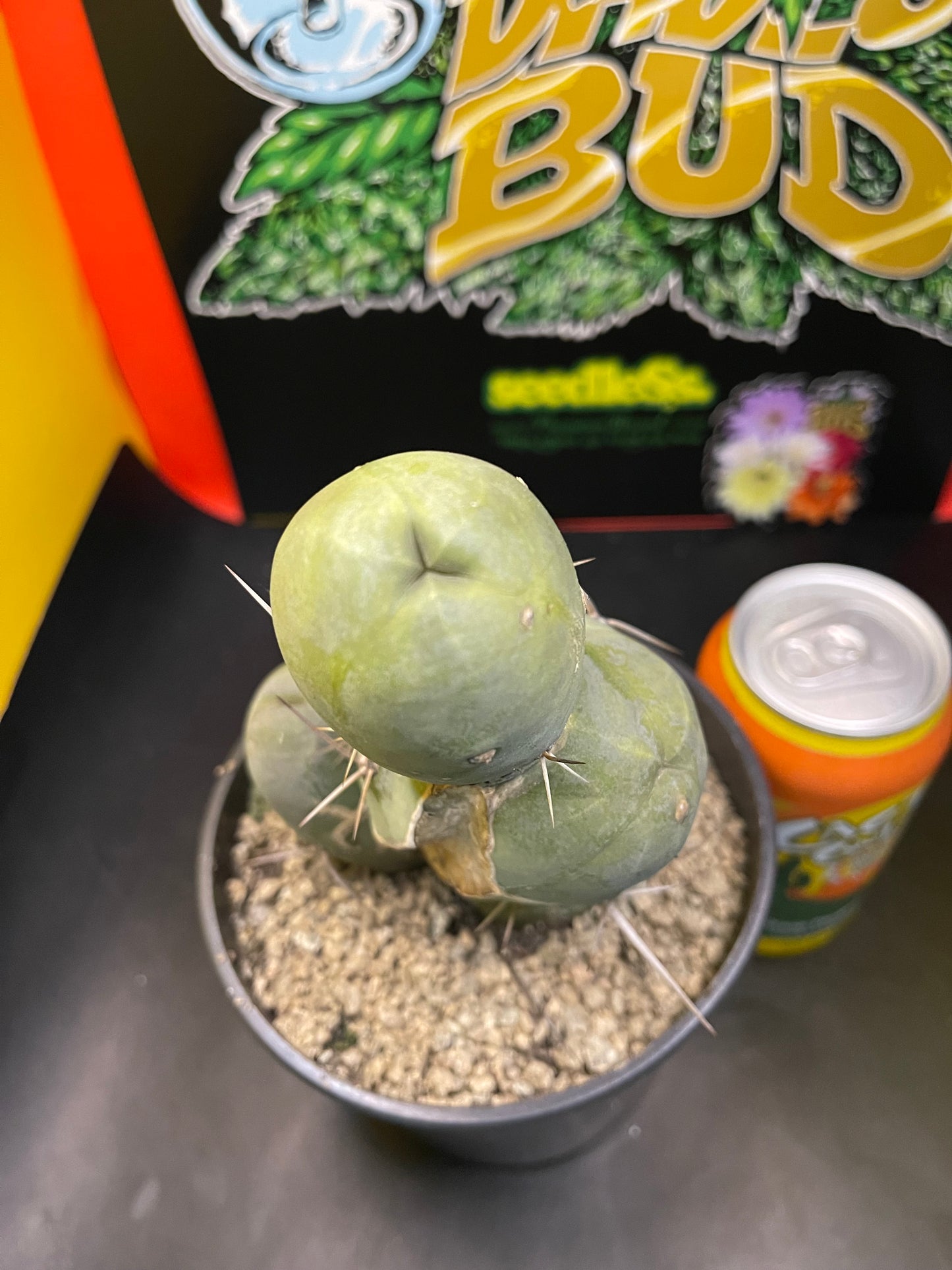 PENISCACTUS !!